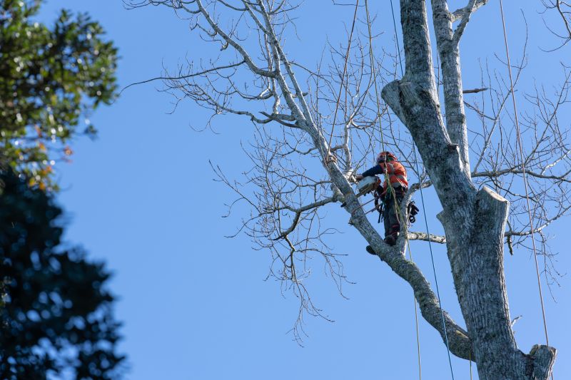 Professional Arborist Team