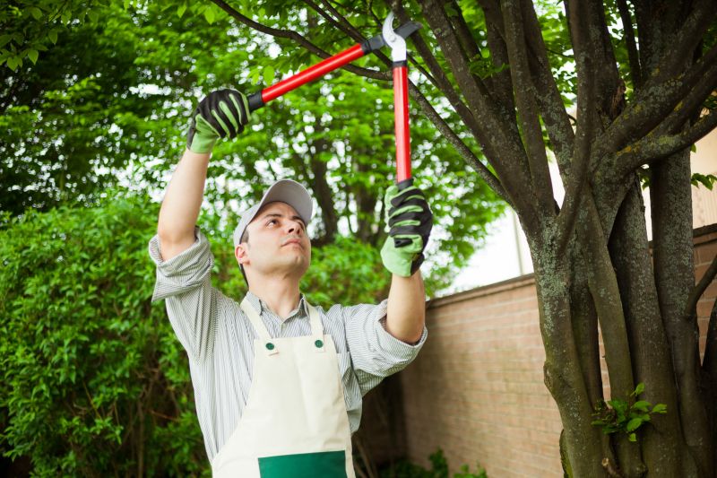 Urban Tree Maintenance Services