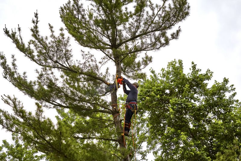 Post-Service Tree Care